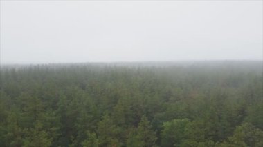 This stock footage shows aerial view of forest in fog in 8K resolution