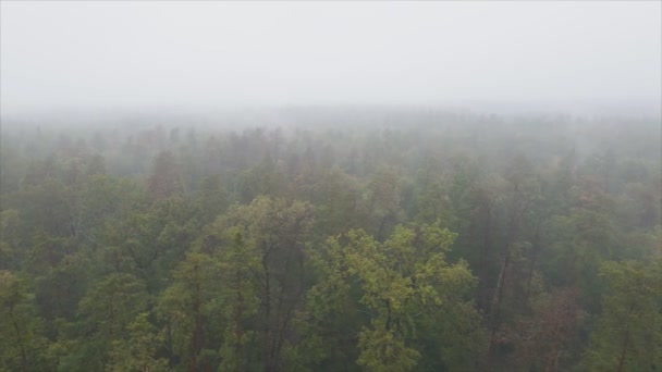 Stock Footage Shows Aerial View Forest Fog Resolution — Vídeo de stock