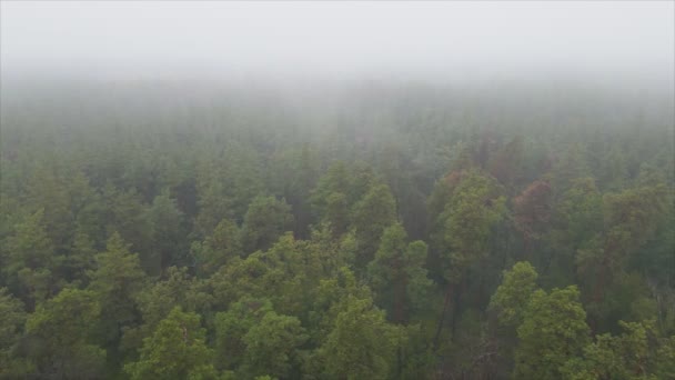 Stock Footage Shows Aerial View Forest Fog Resolution — Stock Video