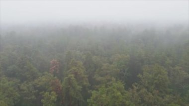 This stock footage shows aerial view of forest in fog in 8K resolution