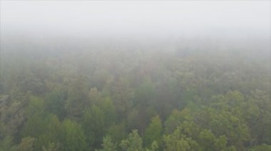 This stock footage shows aerial view of forest in fog in 8K resolution