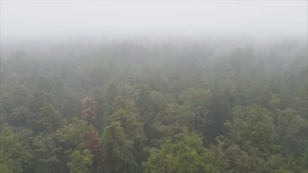 Stock Footage Shows Aerial View Forest Fog Resolution — Stockvideo