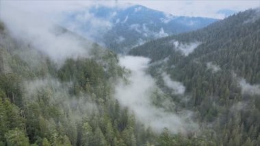 This stock footage shows aerial view of mountains covered with fog - Carpathians, Ukraine in 8K resolution
