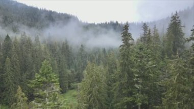 This stock footage shows aerial view of mountains covered with fog - Carpathians, Ukraine in 8K resolution