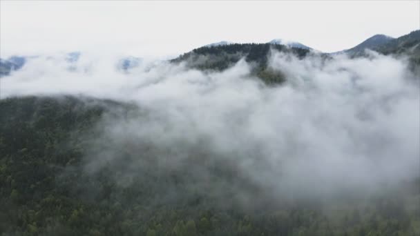 Stock Footage Shows Aerial View Mountains Covered Fog Carpathians Ukraine — Video