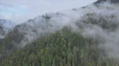 This stock footage shows aerial view of mountains covered with fog - Carpathians, Ukraine in 8K resolution