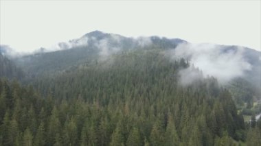 This stock footage shows aerial view of mountains covered with fog - Carpathians, Ukraine in 8K resolution