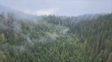 This stock footage shows aerial view of mountains covered with fog - Carpathians, Ukraine in 8K resolution
