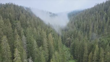 This stock footage shows aerial view of mountains covered with fog - Carpathians, Ukraine in 8K resolution