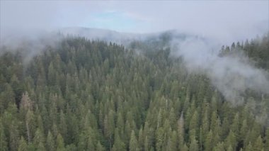 This stock footage shows aerial view of mountains covered with fog - Carpathians, Ukraine in 8K resolution