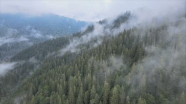 This stock footage shows aerial view of mountains covered with fog - Carpathians, Ukraine in 8K resolution