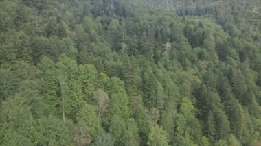 This stock footage shows aerial view of a pine forest in the Carpathian mountains, Ukraine in 8K resolution