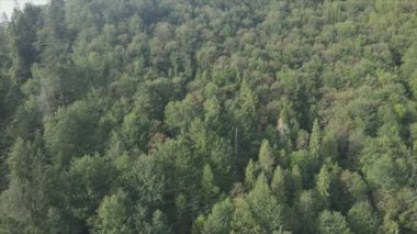 This stock footage shows aerial view of a pine forest in the Carpathian mountains, Ukraine in 8K resolution