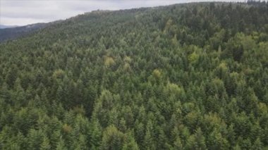 This stock footage shows aerial view of a pine forest in the Carpathian mountains, Ukraine in 8K resolution