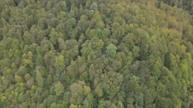 This stock footage shows aerial view of a pine forest in the Carpathian mountains, Ukraine in 8K resolution