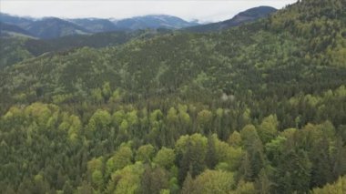 This stock footage shows aerial view of a pine forest in the Carpathian mountains, Ukraine in 8K resolution