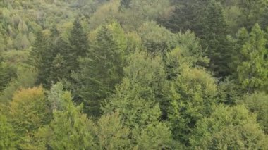 This stock footage shows aerial view of a pine forest in the Carpathian mountains, Ukraine in 8K resolution