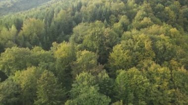 This stock footage shows aerial view of a pine forest in the Carpathian mountains, Ukraine in 8K resolution
