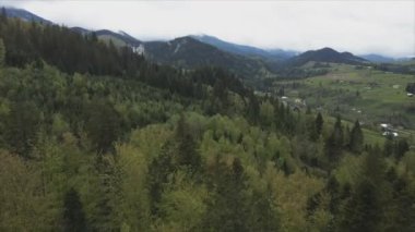 This stock footage shows aerial view of a pine forest in the Carpathian mountains, Ukraine in 8K resolution