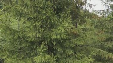 This stock footage shows aerial view of a pine forest in the Carpathian mountains, Ukraine in 8K resolution