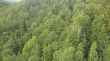 This stock footage shows aerial view of a pine forest in the Carpathian mountains, Ukraine in 8K resolution