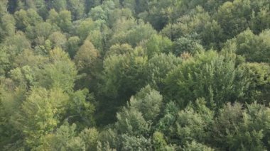 This stock footage shows aerial view of a pine forest in the Carpathian mountains, Ukraine in 8K resolution