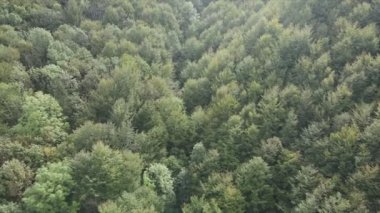 This stock footage shows aerial view of a pine forest in the Carpathian mountains, Ukraine in 8K resolution