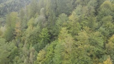 This stock footage shows aerial view of a pine forest in the Carpathian mountains, Ukraine in 8K resolution