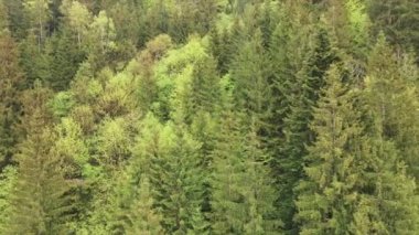 This stock footage shows aerial view of a pine forest in the Carpathian mountains, Ukraine in 8K resolution