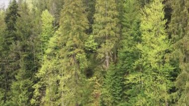 This stock footage shows aerial view of a pine forest in the Carpathian mountains, Ukraine in 8K resolution