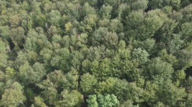 This stock footage shows aerial view of a pine forest in the Carpathian mountains, Ukraine in 8K resolution