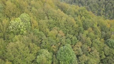 This stock footage shows aerial view of a pine forest in the Carpathian mountains, Ukraine in 8K resolution