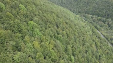 This stock footage shows aerial view of a pine forest in the Carpathian mountains, Ukraine in 8K resolution