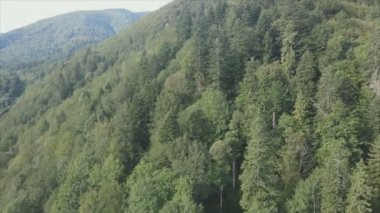 This stock footage shows aerial view of a pine forest in the Carpathian mountains, Ukraine in 8K resolution