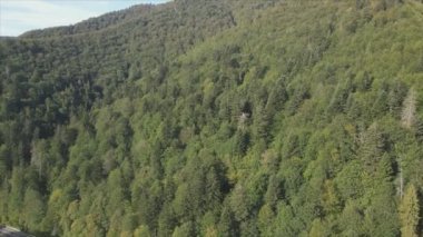 This stock footage shows aerial view of a pine forest in the Carpathian mountains, Ukraine in 8K resolution