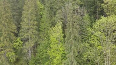 This stock footage shows aerial view of a pine forest in the Carpathian mountains, Ukraine in 8K resolution