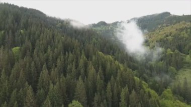 This stock footage shows aerial view of a pine forest in the Carpathian mountains, Ukraine in 8K resolution