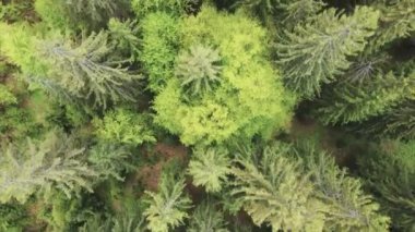 This stock footage shows aerial view of a pine forest in the Carpathian mountains, Ukraine in 8K resolution