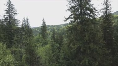 This stock footage shows aerial view of a pine forest in the Carpathian mountains, Ukraine in 8K resolution