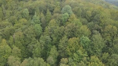This stock footage shows aerial view of a pine forest in the Carpathian mountains, Ukraine in 8K resolution