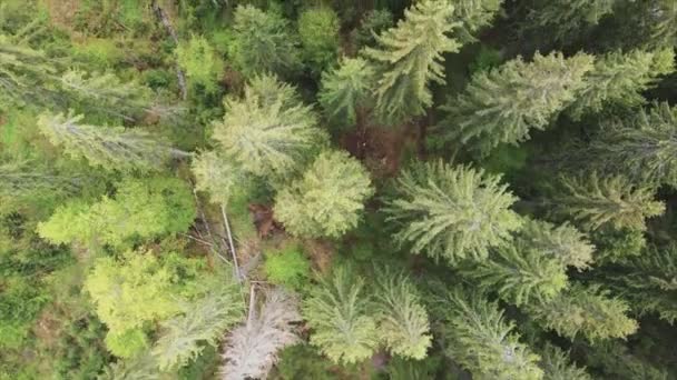 Stock Footage Shows Aerial View Pine Forest Carpathian Mountains Ukraine — Video