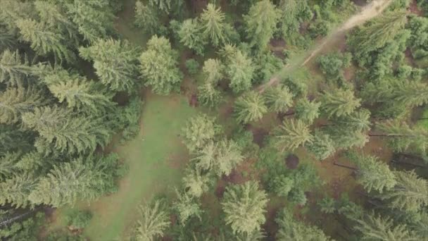 Stock Footage Shows Aerial View Pine Forest Carpathian Mountains Ukraine — Wideo stockowe