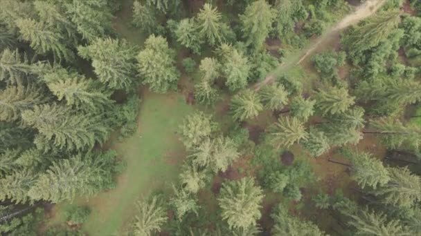 Stock Footage Shows Aerial View Pine Forest Carpathian Mountains Ukraine — Stockvideo