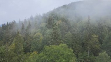 This stock footage shows aerial view of a pine forest in the Carpathian mountains, Ukraine in 8K resolution