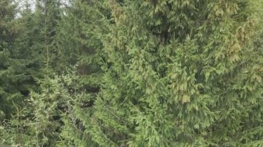 This stock footage shows aerial view of a pine forest in the Carpathian mountains, Ukraine in 8K resolution