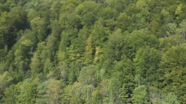 This stock footage shows aerial view of a pine forest in the Carpathian mountains, Ukraine in 8K resolution