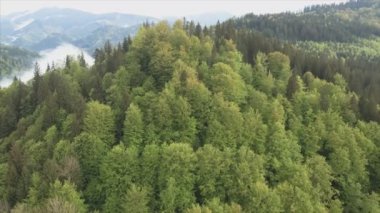 This stock footage shows aerial view of a pine forest in the Carpathian mountains, Ukraine in 8K resolution