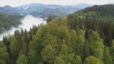 This stock footage shows aerial view of a pine forest in the Carpathian mountains, Ukraine in 8K resolution