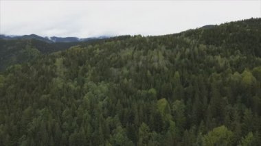 This stock footage shows aerial view of a pine forest in the Carpathian mountains, Ukraine in 8K resolution