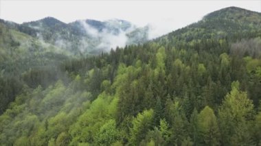 This stock footage shows aerial view of a pine forest in the Carpathian mountains, Ukraine in 8K resolution
